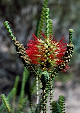 APII jpeg image of Beaufortia orbifolia  © contact APII