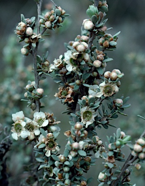 APII jpeg image of Leptospermum gregarium  © contact APII