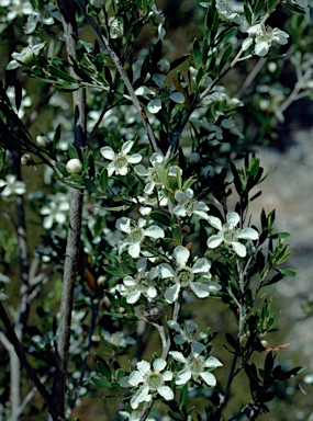 APII jpeg image of Leptospermum sejunctum  © contact APII