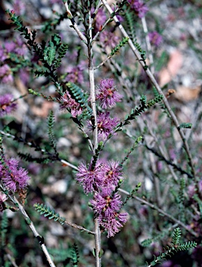 APII jpeg image of Melaleuca gibbosa  © contact APII