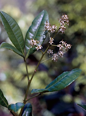 APII jpeg image of Zanthoxylum ovalifolium  © contact APII