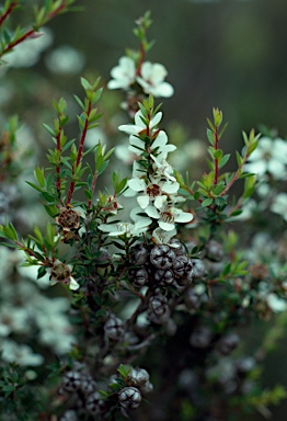 APII jpeg image of Leptospermum scoparium  © contact APII