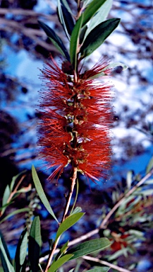 APII jpeg image of Callistemon citrinus 'Firebrand'  © contact APII