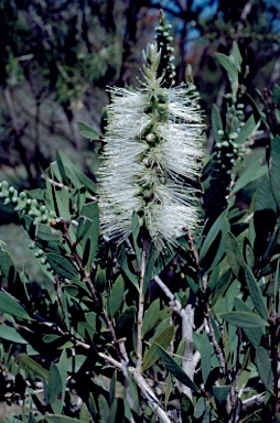 APII jpeg image of Callistemon citrinus 'White Anzac'  © contact APII