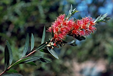 APII jpeg image of Callistemon 'Cameo Pink'  © contact APII