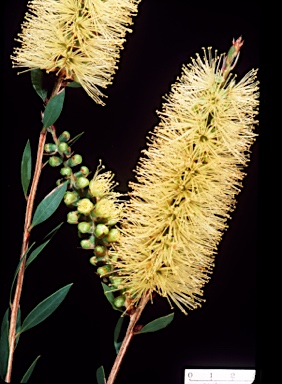 APII jpeg image of Callistemon pallidus 'Mt. Oberon'  © contact APII