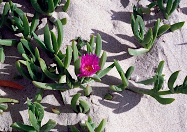 APII jpeg image of Carpobrotus glaucescens  © contact APII