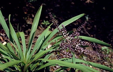 APII jpeg image of Cordyline stricta  © contact APII