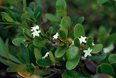 APII jpeg image of Alyxia buxifolia  © contact APII