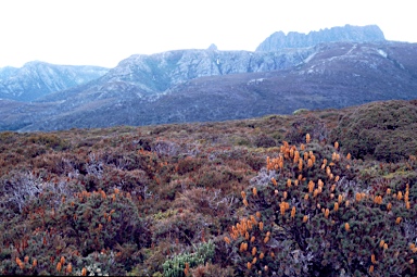 APII jpeg image of Richea scoparia  © contact APII