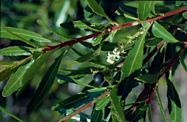 APII jpeg image of Cenarrhenes nitida  © contact APII