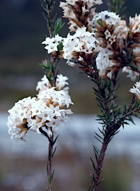 APII jpeg image of Epacris lanuginosa  © contact APII