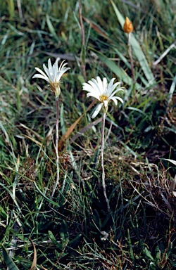 APII jpeg image of Celmisia saxifraga  © contact APII