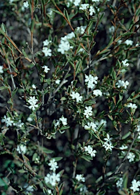 APII jpeg image of Leucopogon elegans  © contact APII