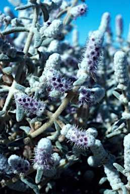 APII jpeg image of Lachnostachys verbascifolia  © contact APII