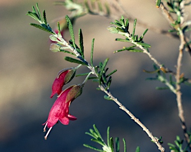 APII jpeg image of Eremophila latrobei  © contact APII