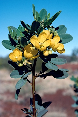 APII jpeg image of Senna artemisioides subsp. oligophylla  © contact APII