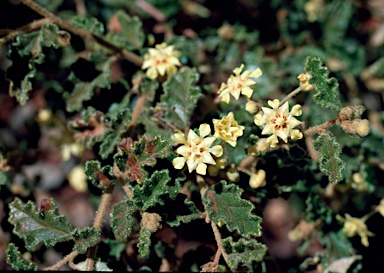 APII jpeg image of Androcalva luteiflora  © contact APII