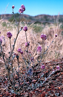 APII jpeg image of Ptilotus helipteroides  © contact APII