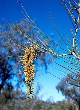 APII jpeg image of Hakea chordophylla  © contact APII