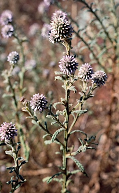 APII jpeg image of Pterocaulon sphacelatum  © contact APII