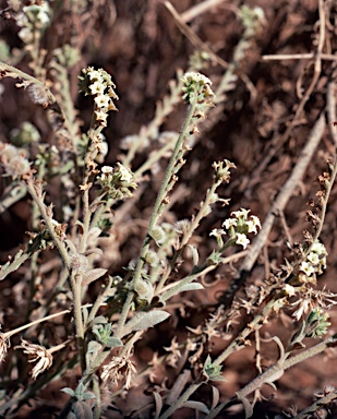 APII jpeg image of Heliotropium ovalifolium  © contact APII