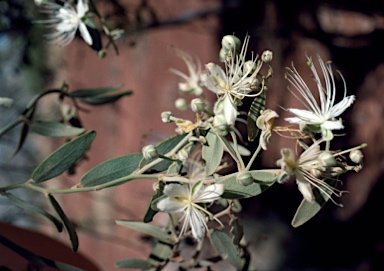 APII jpeg image of Capparis lasiantha  © contact APII