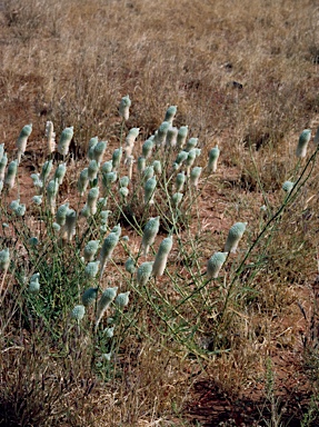 APII jpeg image of Ptilotus macrocephalus  © contact APII