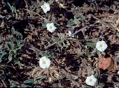 APII jpeg image of Polymeria ambigua  © contact APII