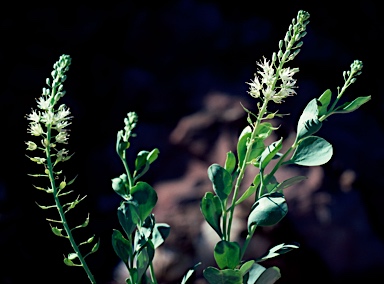 APII jpeg image of Lepidium pedicellosum  © contact APII