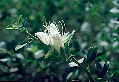 APII jpeg image of Capparis spinosa  © contact APII