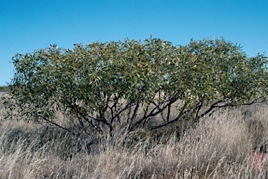 APII jpeg image of Corymbia zygophylla  © contact APII