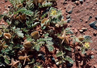 APII jpeg image of Tribulus hirsutus  © contact APII