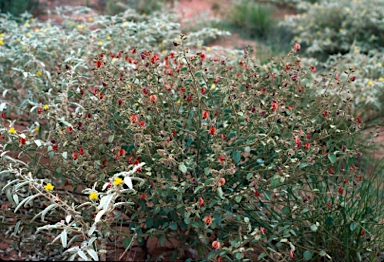 APII jpeg image of Isotropis foliosa  © contact APII