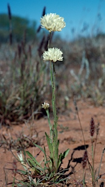 APII jpeg image of Cephalipterum drummondii  © contact APII