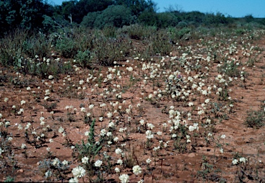 APII jpeg image of Cephalipterum drummondii  © contact APII