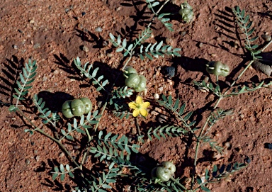 APII jpeg image of Tribulus forrestii  © contact APII