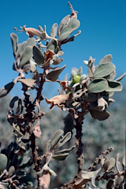 APII jpeg image of Eremophila forrestii  © contact APII