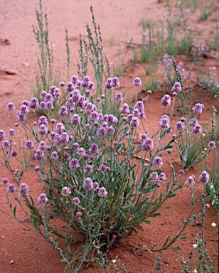 APII jpeg image of Ptilotus helipteroides  © contact APII