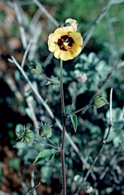 APII jpeg image of Abutilon fraseri subsp. fraseri  © contact APII