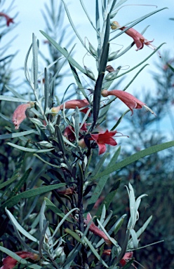 APII jpeg image of Eremophila youngii  © contact APII