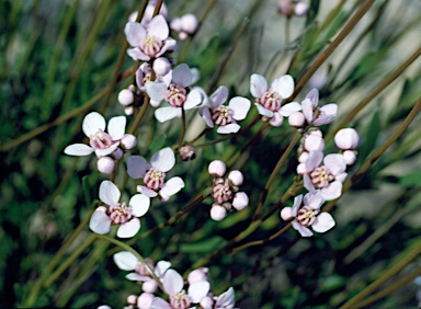 APII jpeg image of Boronia spathulata  © contact APII