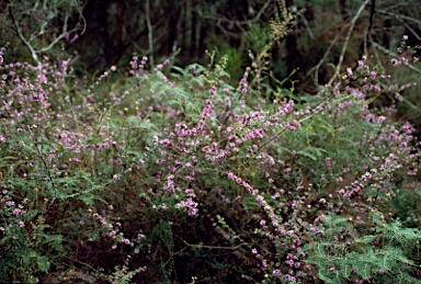 APII jpeg image of Bauera sessiliflora  © contact APII