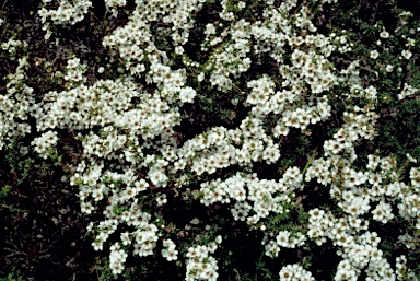 APII jpeg image of Leptospermum continentale  © contact APII