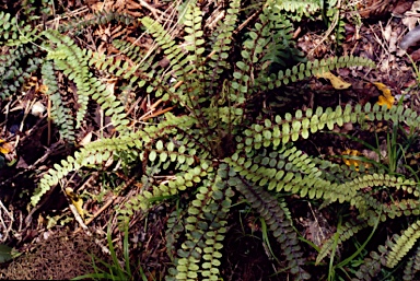 APII jpeg image of Blechnum fluviatile  © contact APII