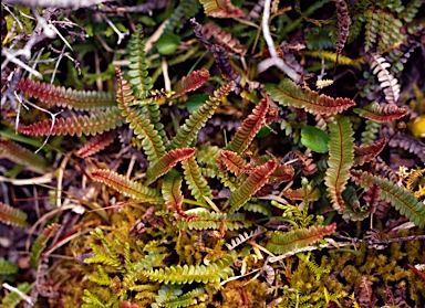 APII jpeg image of Blechnum penna-marina  © contact APII