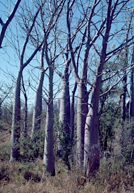 APII jpeg image of Adansonia gregorii  © contact APII