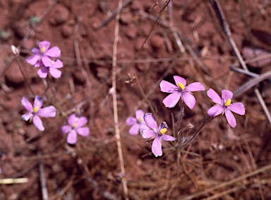 APII jpeg image of Byblis liniflora  © contact APII