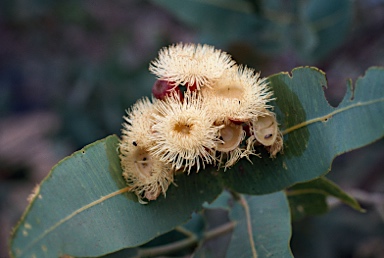 APII jpeg image of Corymbia cadophora subsp. cadophora  © contact APII