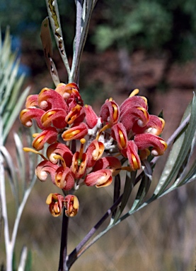 APII jpeg image of Grevillea refracta  © contact APII